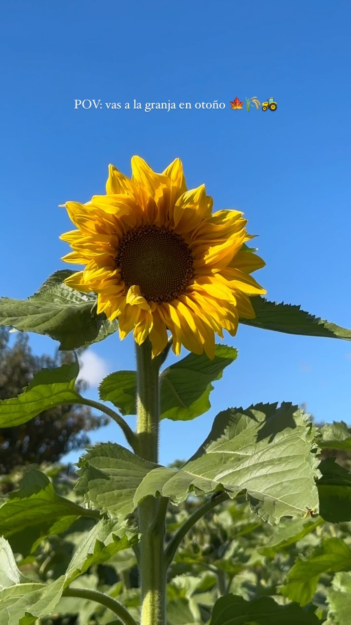 Un día hermoso en la granja 🌾🚜🌻 #otoño