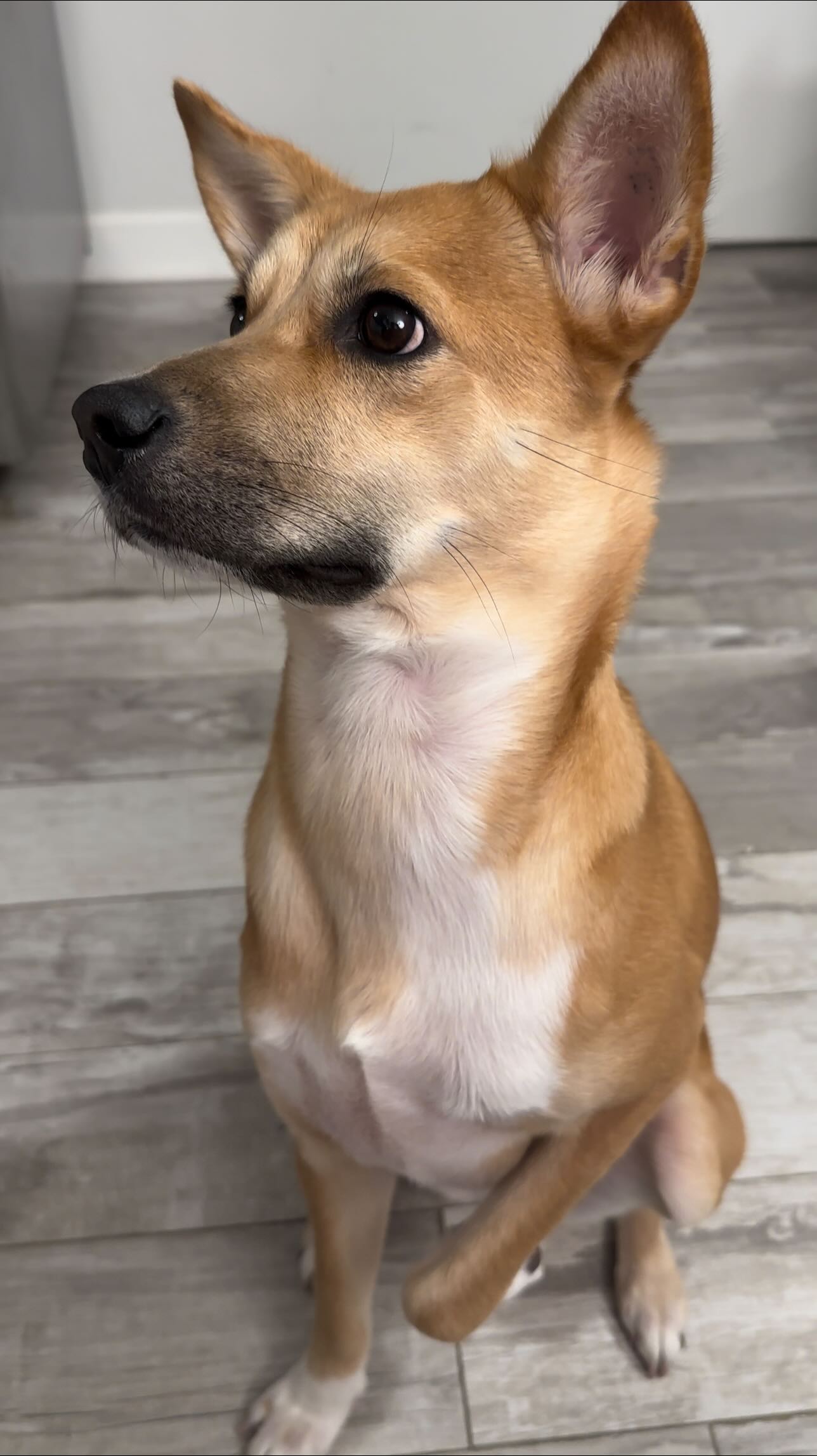 An easy way to add nutrition to dog food with minimal prep time ☺️
