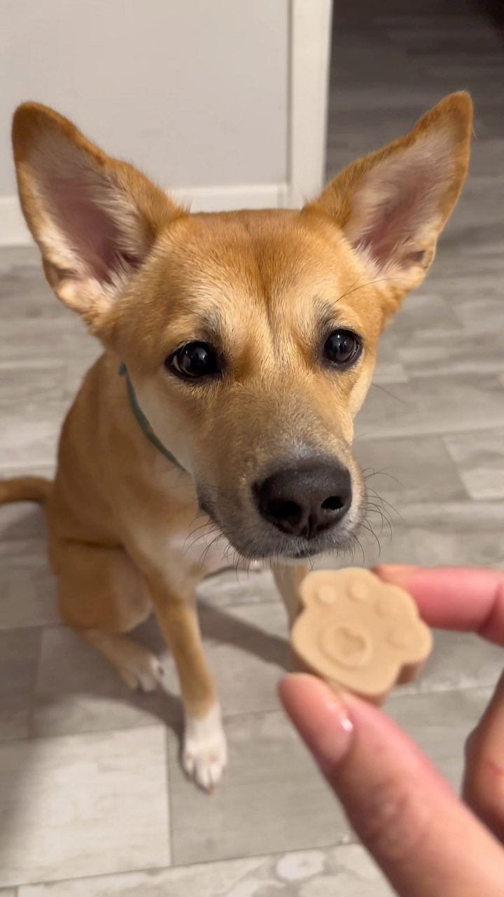 Her reaction at the end 😍 My dog (Nova) is obsessed with frozen treats, one of them being just plain ice 😂 so I decided to make her some delicious treats!